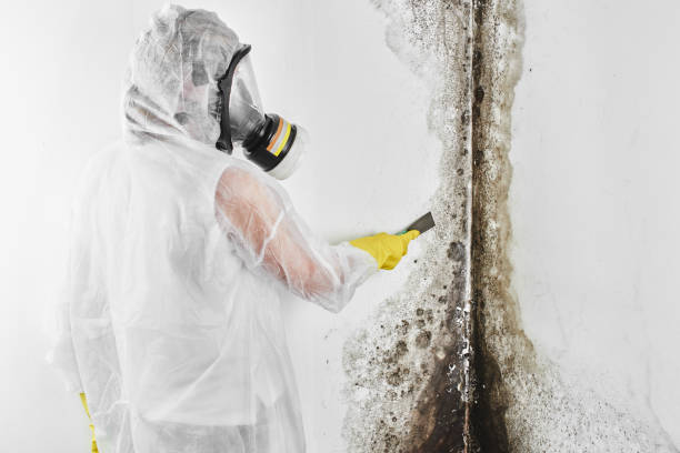 Professional Mold Removal in Eaton, CO