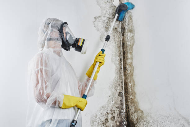 Mold Removal Process in Eaton, CO