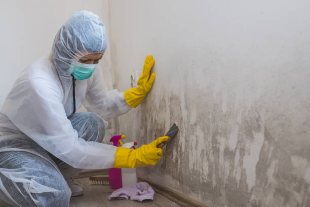 Best Mold Damage Repair  in Eaton, CO