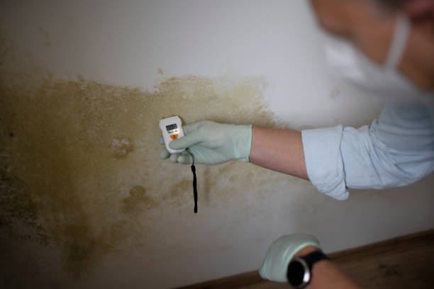 Best Office Mold Removal Services  in Eaton, CO