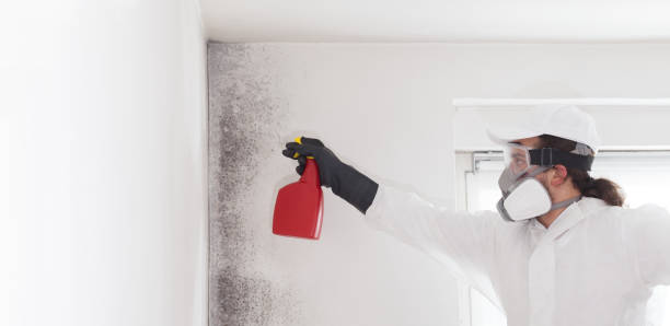 Best Commercial Mold Removal  in Eaton, CO