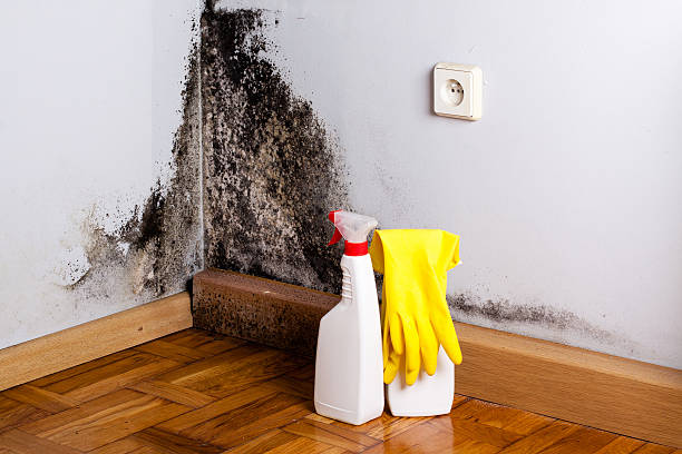 Best Professional Mold Removal  in Eaton, CO